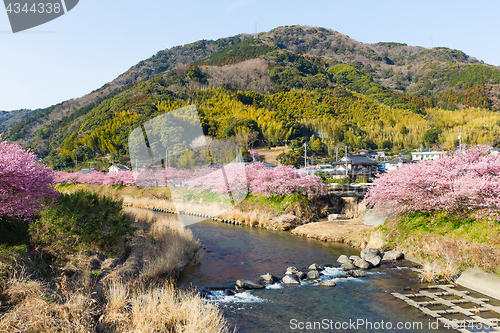 Image of Sakura and river
