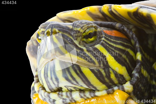 Image of Pseudemys scripta elegans