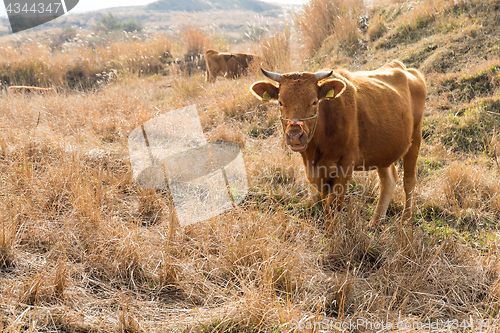 Image of Cattle farm