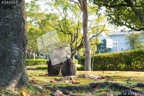 Image of Lovely cat at park