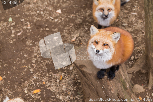 Image of Cute Red fox looking for food