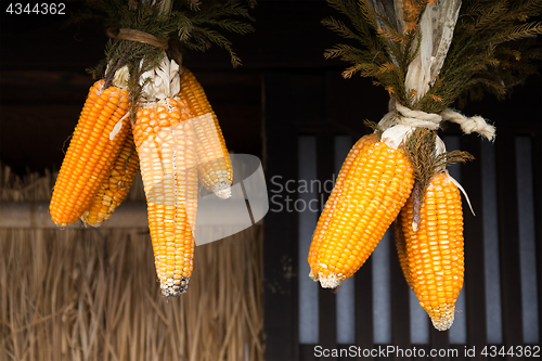 Image of Dried corn cobs hanging on house