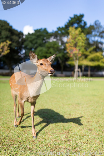 Image of Deer