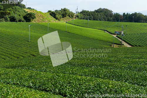 Image of Tea field