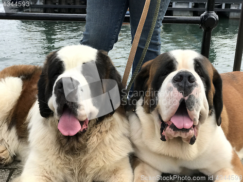 Image of Saint Bernard Dogs