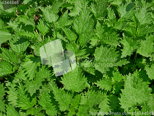 Image of Young nettle plants