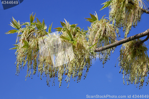 Image of Boxelder maple flowering