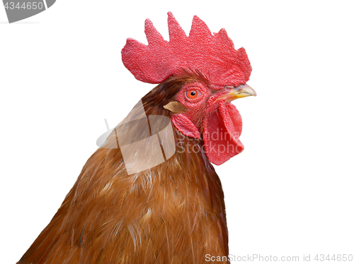 Image of Red rooster over white