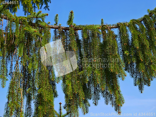 Image of Big branch of Fir Tree