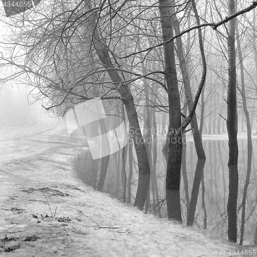 Image of trees in the park during the spring high water, black and white 