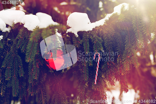 Image of candy cane and christmas ball on fir tree branch