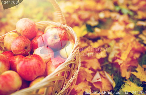 Image of wicker basket of ripe red apples at autumn garden