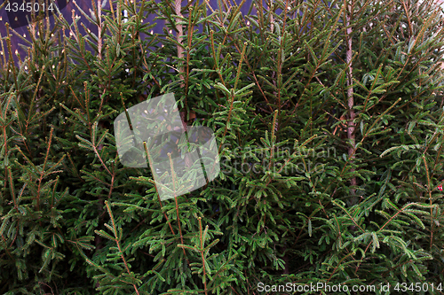 Image of close up of natural fir trees at christmas market