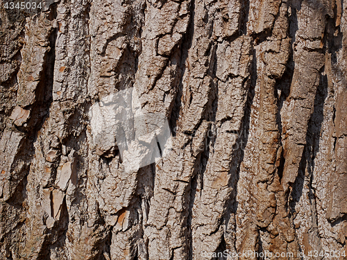 Image of Willow bark close-up