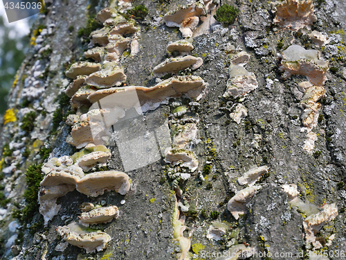 Image of Fungus on a birch tree stem