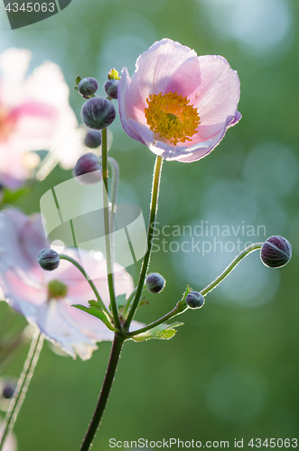 Image of Pale pink flower Japanese anemone, close-up. Note: Shallow depth