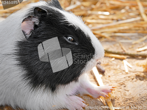 Image of Guinea pig close-up