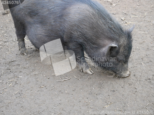 Image of Vietnamese potbellied pig