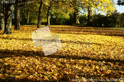 Image of yellow leaves in autumn in the park on a sunny day