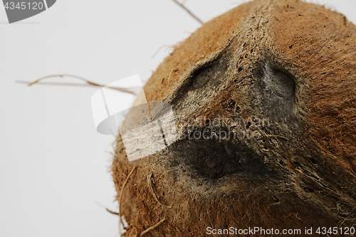Image of coconut look like a human face