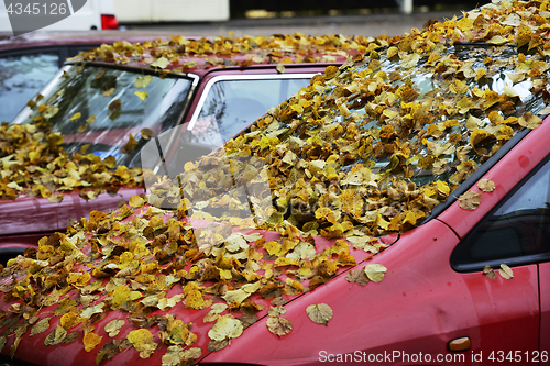 Image of yellow leaves on the hood and windshield of the car