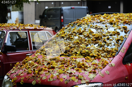 Image of yellow leaves on the hood and windshield of the car