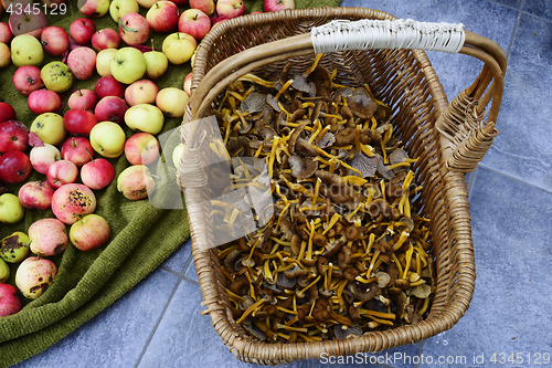 Image of wicker basket with mushrooms craterellus tubaeformis and apples