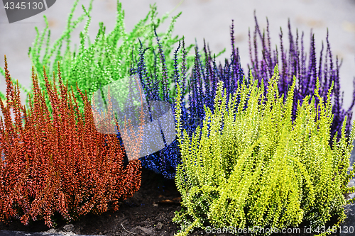 Image of yellow, red, green and blue decorative heather