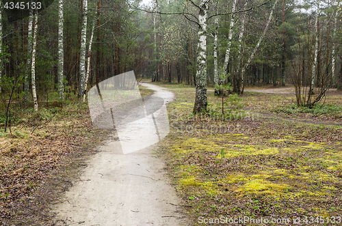 Image of spring landscape with footpath in the woods