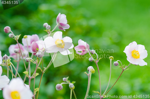 Image of Pale pink flower Japanese anemone, close-up. Note: Shallow depth