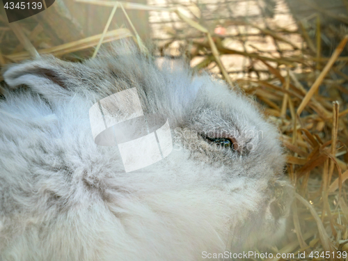 Image of Fluffy Rabbit close-up