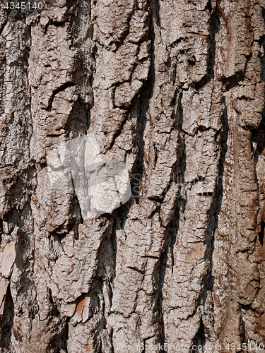 Image of Bark of willow, close-up