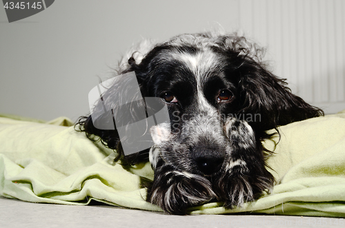 Image of spaniel sad looking at the camera