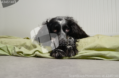 Image of spaniel sad looking at the camera