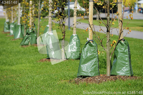 Image of planting trees in the city