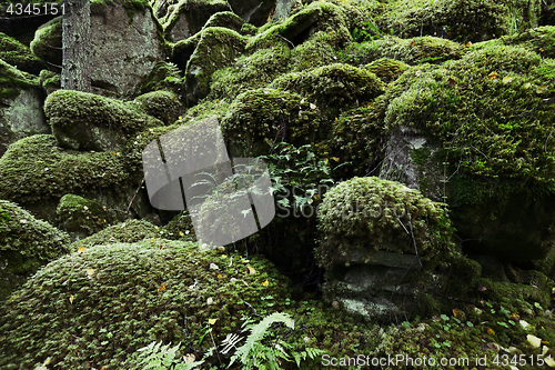 Image of stones covered with moss in the forest