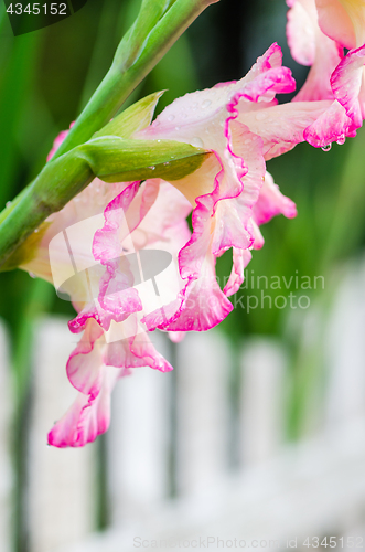 Image of Light pink gladiolus flower, close-up