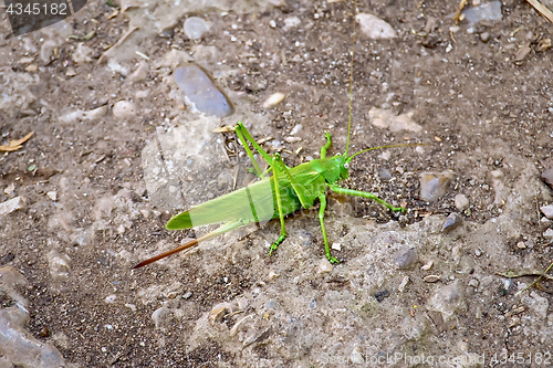 Image of Grasshopper green