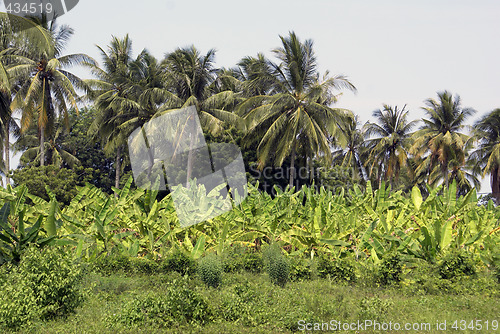 Image of Palm trees