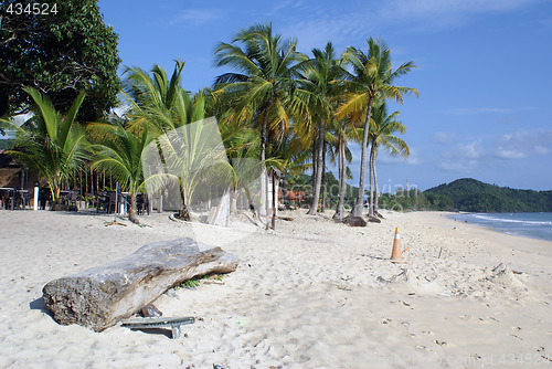 Image of Palm trees on the beach