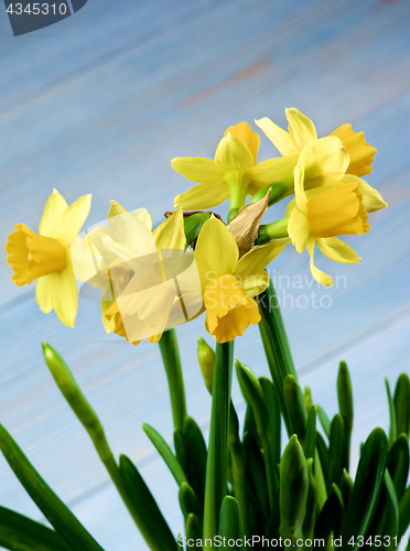 Image of Wild Yellow Daffodils