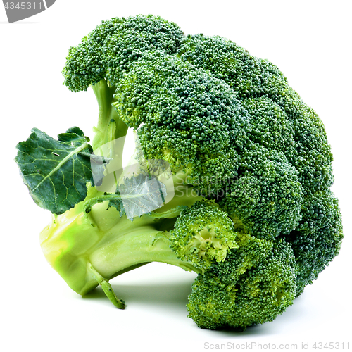 Image of One Raw Broccoli