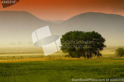 Image of Tree behind a farm