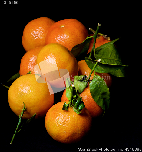 Image of Ripe Tangerines with Leafs