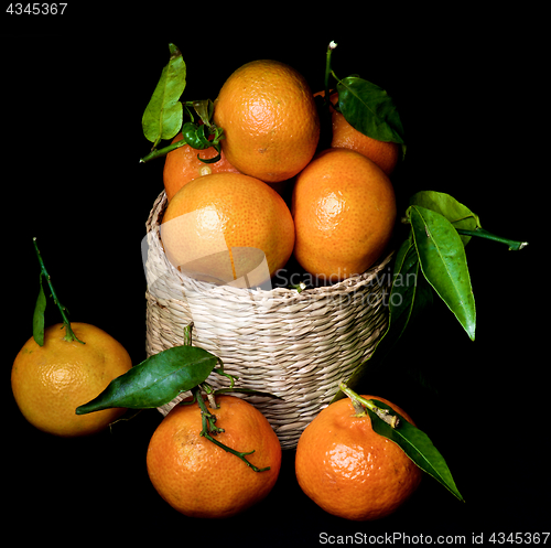 Image of Ripe Tangerines with Leafs