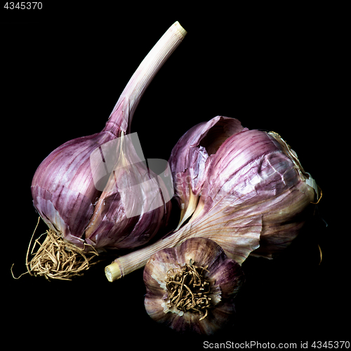 Image of Ripe Dried Garlic