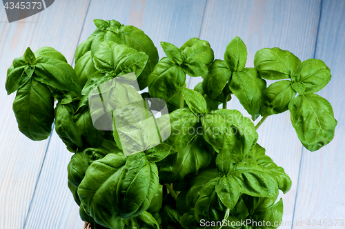 Image of Fresh Green Basil 