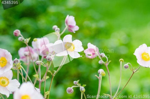 Image of Pale pink flower Japanese anemone, close-up. Note: Shallow depth