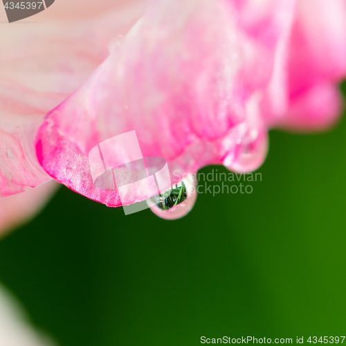 Image of Light pink gladiolus flower, close-up