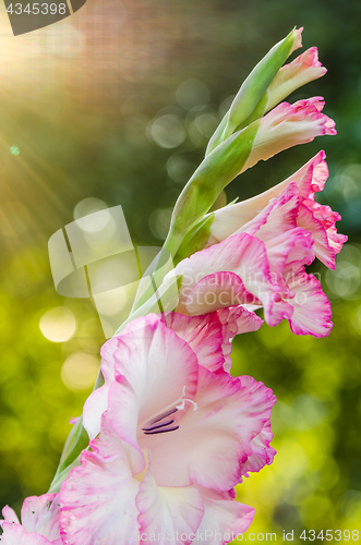 Image of Light pink gladiolus flower, close-up